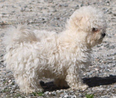 Chiot Bichon Bolonais Beauchasseur