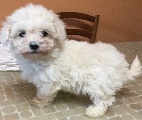 CHIOT