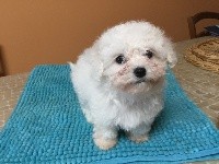 CHIOT