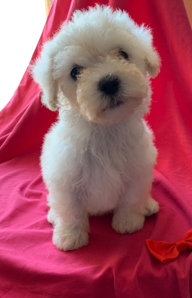 Chiot Bichon Bolonais Beauchasseur